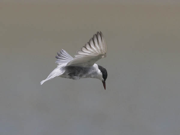 Valkoposkitiira, Whiskered Tern, Chlidonias hybrida