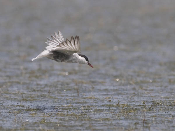 Valkoposkitiira, Whiskered Tern, Chlidonias hybrida