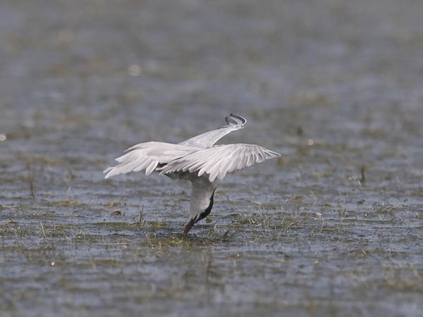 Valkoposkitiira, Whiskered Tern, Chlidonias hybrida