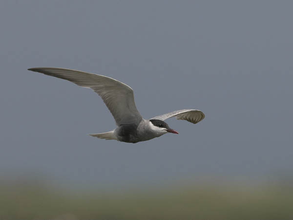 Valkoposkitiira, Whiskered Tern, Chlidonias hybrida