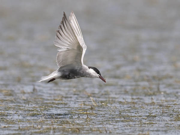 Valkoposkitiira, Whiskered Tern, Chlidonias hybrida