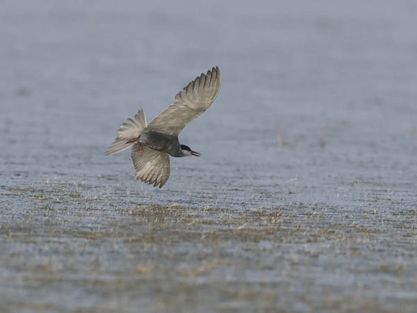 Valkoposkitiira, Whiskered Tern, Chlidonias hybrida