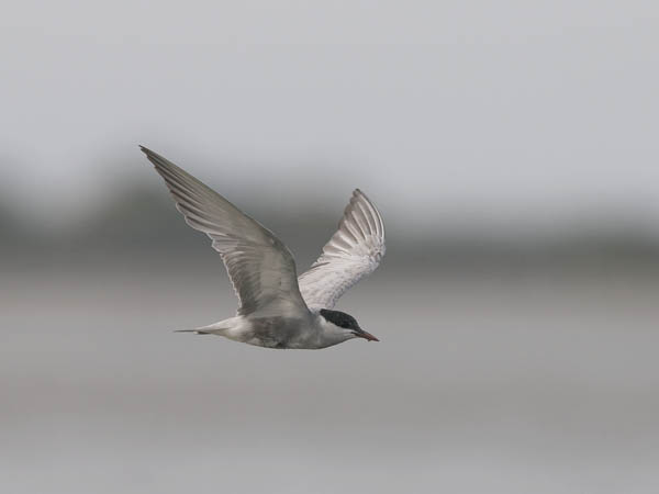 Valkoposkitiira, Whiskered Tern, Chlidonias hybrida