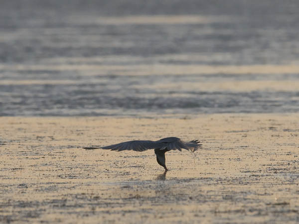 Valkoposkitiira, Whiskered Tern, Chlidonias hybrida