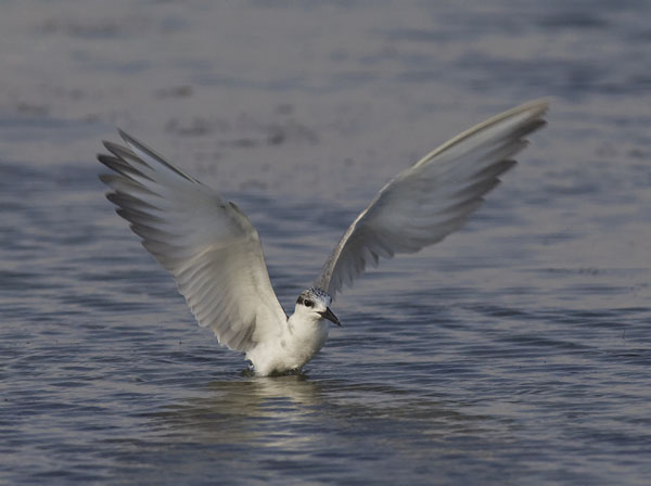 Valkoposkitiira, Whiskered Tern, Chlidonias hybrida