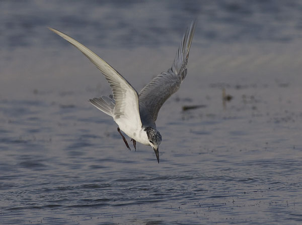 Valkoposkitiira, Whiskered Tern, Chlidonias hybrida