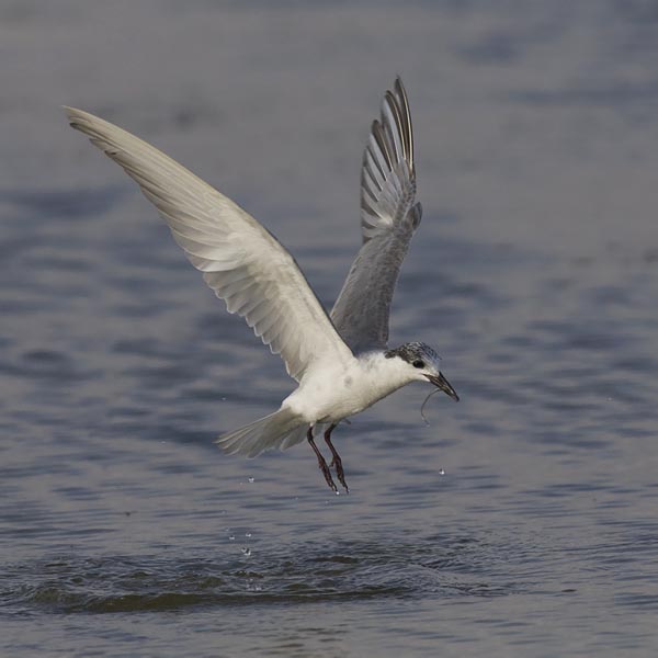 Valkoposkitiira, Whiskered Tern, Chlidonias hybrida