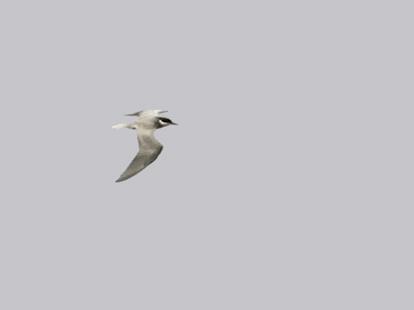 Valkoposkitiira, Whiskered Tern, Chlidonias hybrida