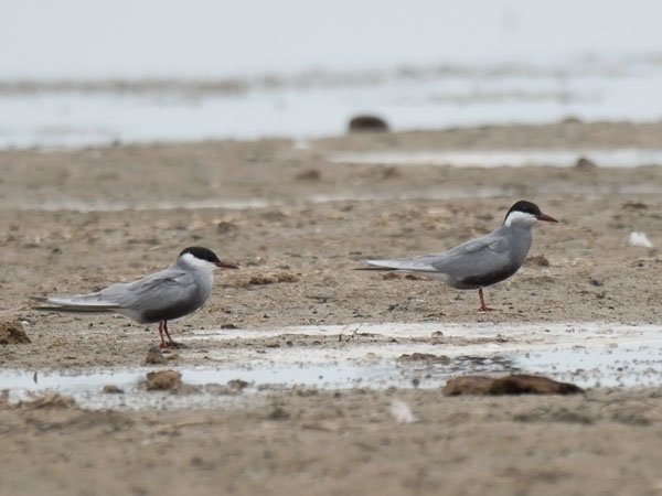 Valkoposkitiira, Whiskered Tern, Chlidonias hybrida