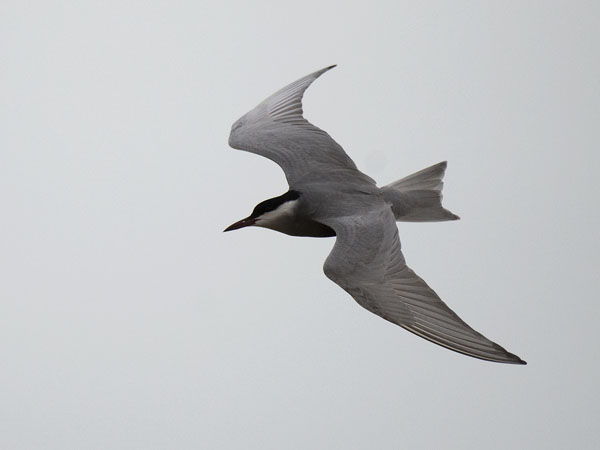 Valkoposkitiira, Whiskered Tern, Chlidonias hybrida