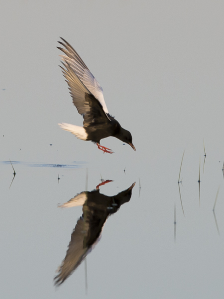 Valkosiipitiira, White-winged Tern, Chlidonias leucopterus