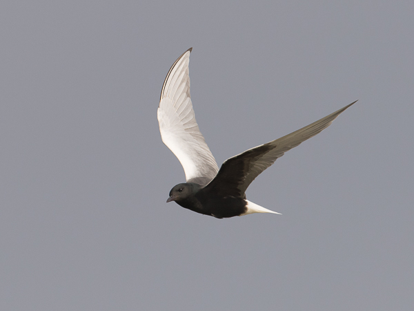 Valkosiipitiira, White-winged Tern, Chlidonias leucopterus