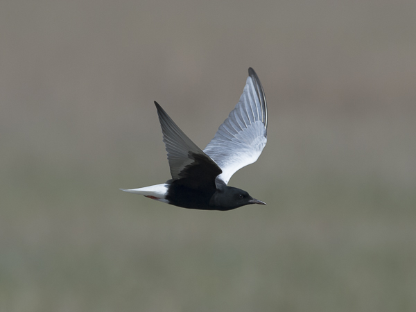 Valkosiipitiira, White-winged Tern, Chlidonias leucopterus