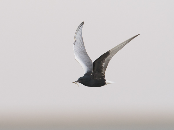 Valkosiipitiira, White-winged Tern, Chlidonias leucopterus
