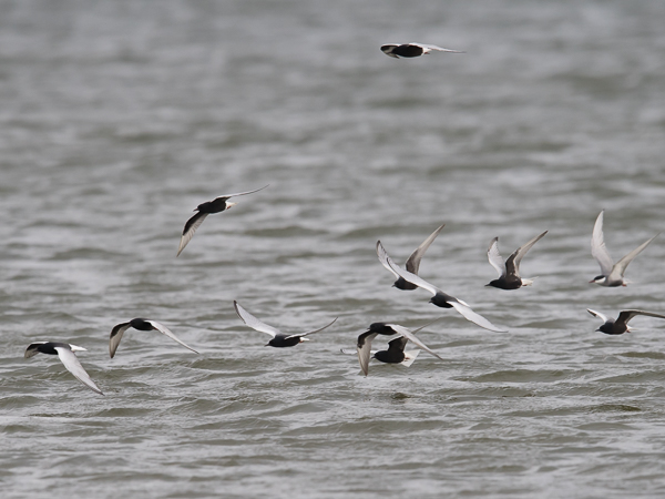 Valkosiipitiira, White-winged Tern, Chlidonias leucopterus