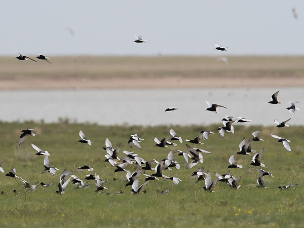 Valkosiipitiira, White-winged Tern, Chlidonias leucopterus