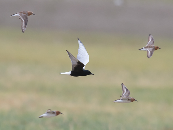 Valkosiipitiira, White-winged Tern, Chlidonias leucopterus