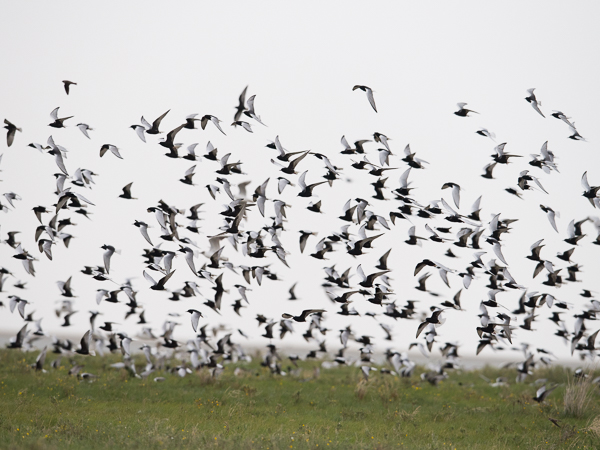 Valkosiipitiira, White-winged Tern, Chlidonias leucopterus