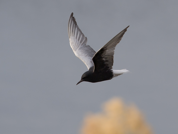 Valkosiipitiira, White-winged Tern, Chlidonias leucopterus