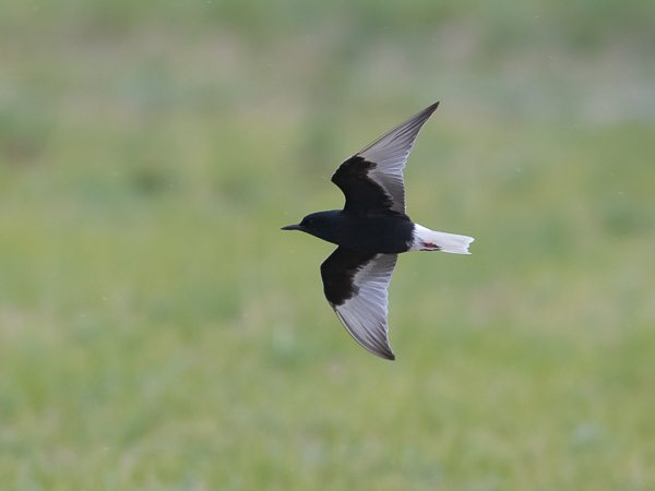 Valkosiipitiira, White-winged Tern, Chlidonias leucopterus