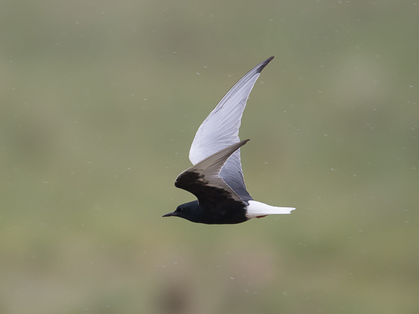 Valkosiipitiira, White-winged Tern, Chlidonias leucopterus