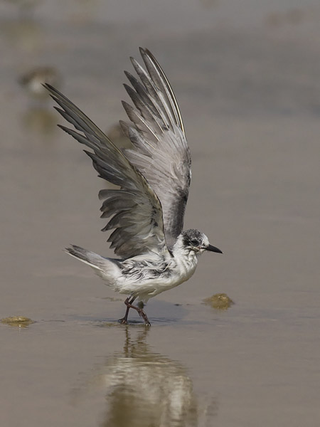 Valkosiipitiira, White-winged Tern, Chlidonias leucopterus
