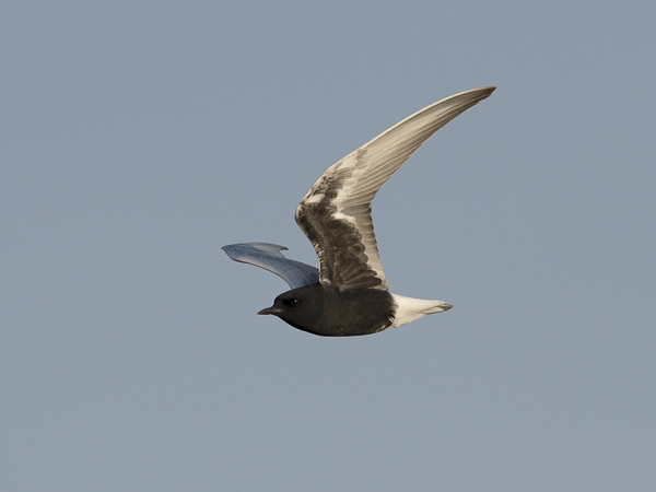 Valkosiipitiira, White-winged Tern, Chlidonias leucopterus