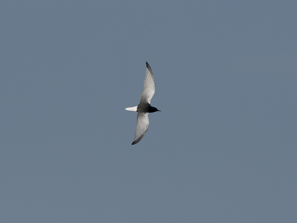 Valkosiipitiira, White-winged Tern, Chlidonias leucopterus