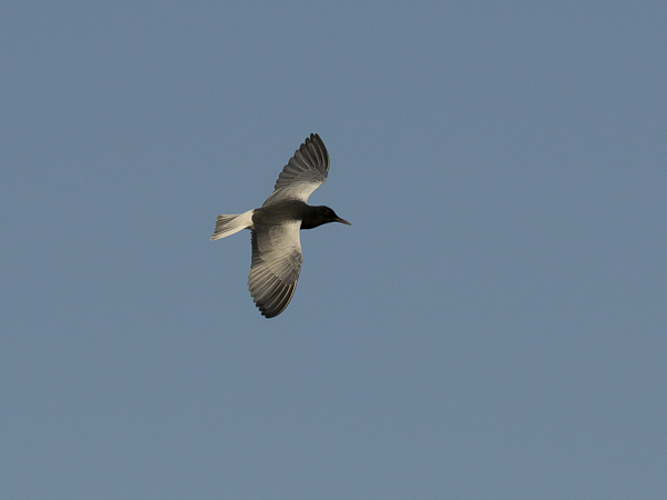 Valkosiipitiira, White-winged Tern, Chlidonias leucopterus