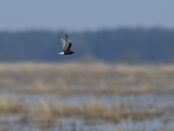 Valkosiipitiira, White-winged Tern, Chlidonias leucopterus