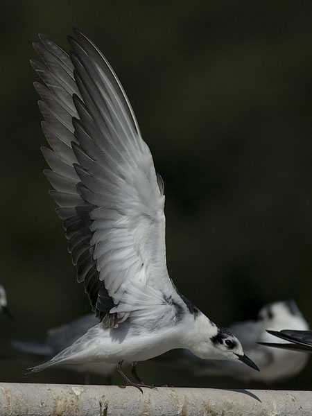 Valkosiipitiira, White-winged Tern, Chlidonias leucopterus