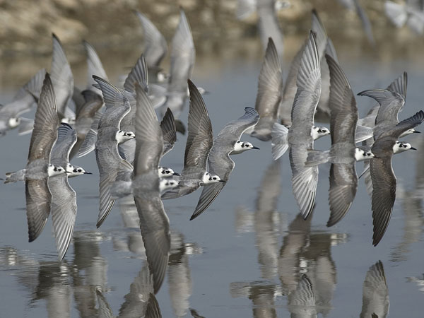 Valkosiipitiira, White-winged Tern, Chlidonias leucopterus