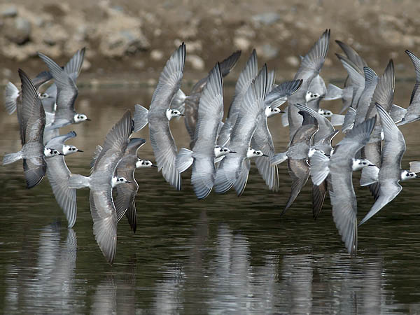 Valkosiipitiira, White-winged Tern, Chlidonias leucopterus