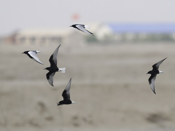 Valkosiipitiira, White-winged Tern, Chlidonias leucopterus