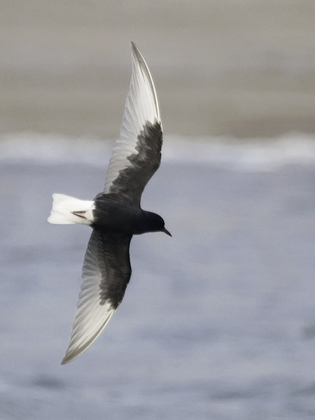Valkosiipitiira, White-winged Tern, Chlidonias leucopterus