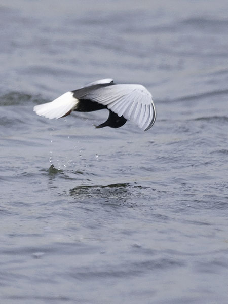Valkosiipitiira, White-winged Tern, Chlidonias leucopterus