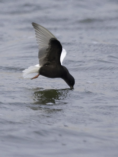 Valkosiipitiira, White-winged Tern, Chlidonias leucopterus