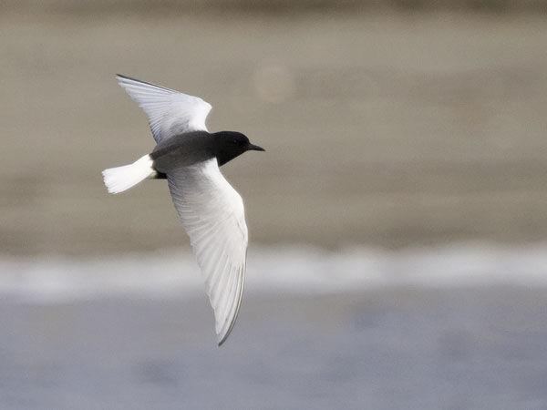 Valkosiipitiira, White-winged Tern, Chlidonias leucopterus