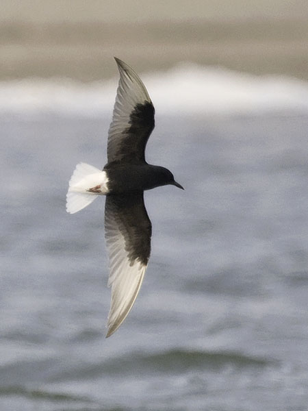 Valkosiipitiira, White-winged Tern, Chlidonias leucopterus