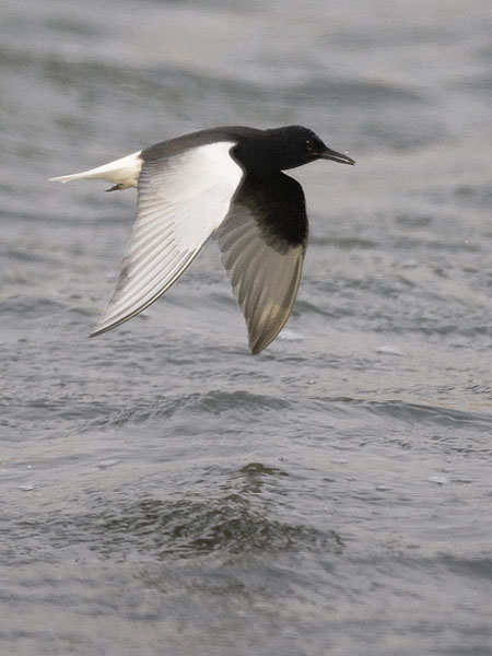 Valkosiipitiira, White-winged Tern, Chlidonias leucopterus