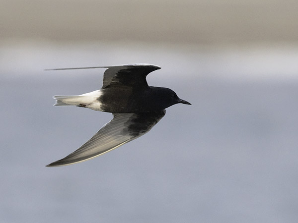 Valkosiipitiira, White-winged Tern, Chlidonias leucopterus