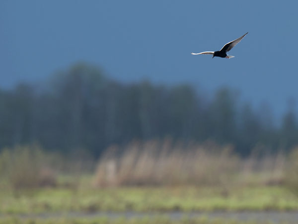 Valkosiipitiira, White-winged Tern, Chlidonias leucopterus