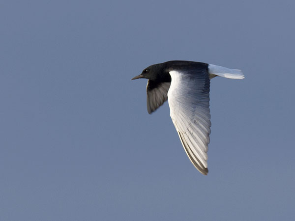 Valkosiipitiira, White-winged Tern, Chlidonias leucopterus