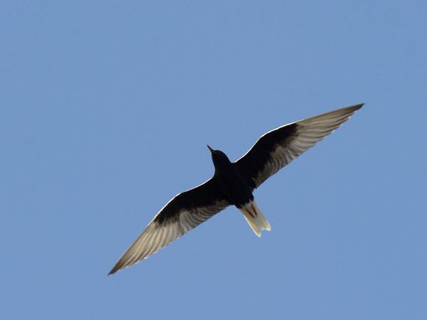 Valkosiipitiira, White-winged Tern, Chlidonias leucopterus