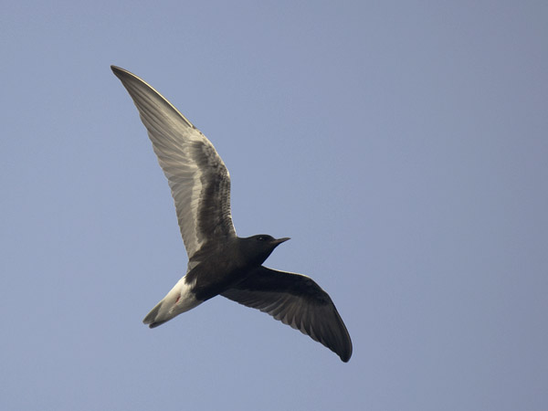 Valkosiipitiira, White-winged Tern, Chlidonias leucopterus