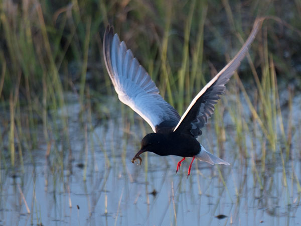 Valkosiipitiira, White-winged Tern, Chlidonias leucopterus