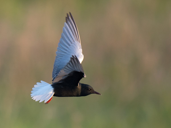 Valkosiipitiira, White-winged Tern, Chlidonias leucopterus