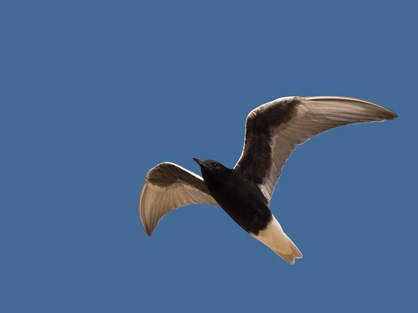 Valkosiipitiira, White-winged Tern, Chlidonias leucopterus