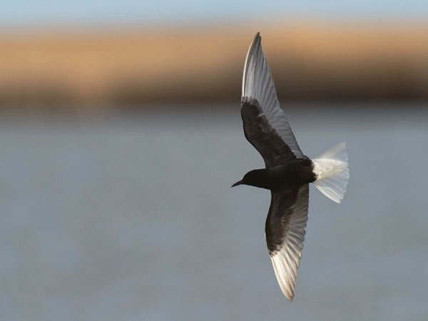 Valkosiipitiira, White-winged Tern, Chlidonias leucopterus