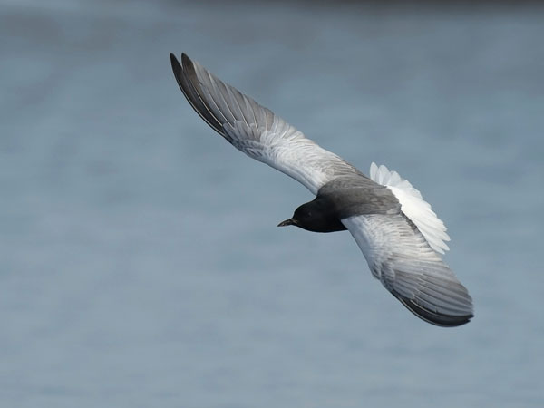 Valkosiipitiira, White-winged Tern, Chlidonias leucopterus